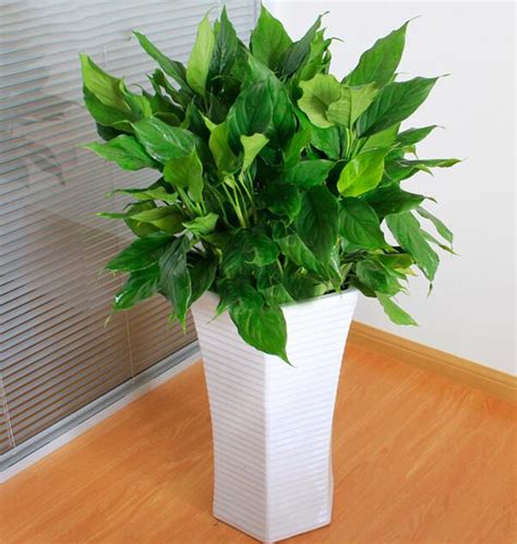 辦公室植物風水 竹子種類